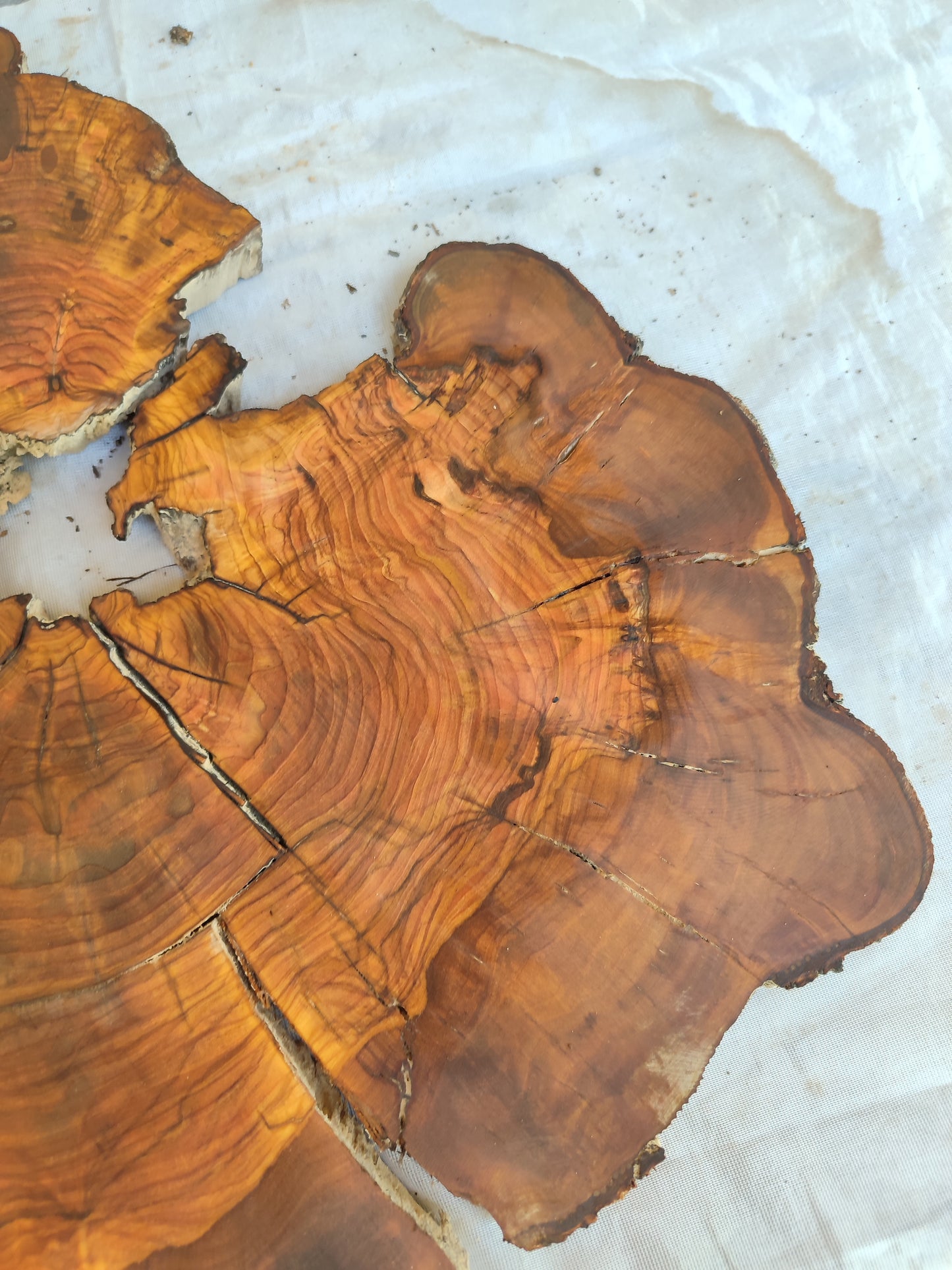 Rare Live Edge Olive Wood Slab – 37x43x2.5 cm, Natural Luster, Unique Grain, Sustainable Luxury for Epoxy & Art