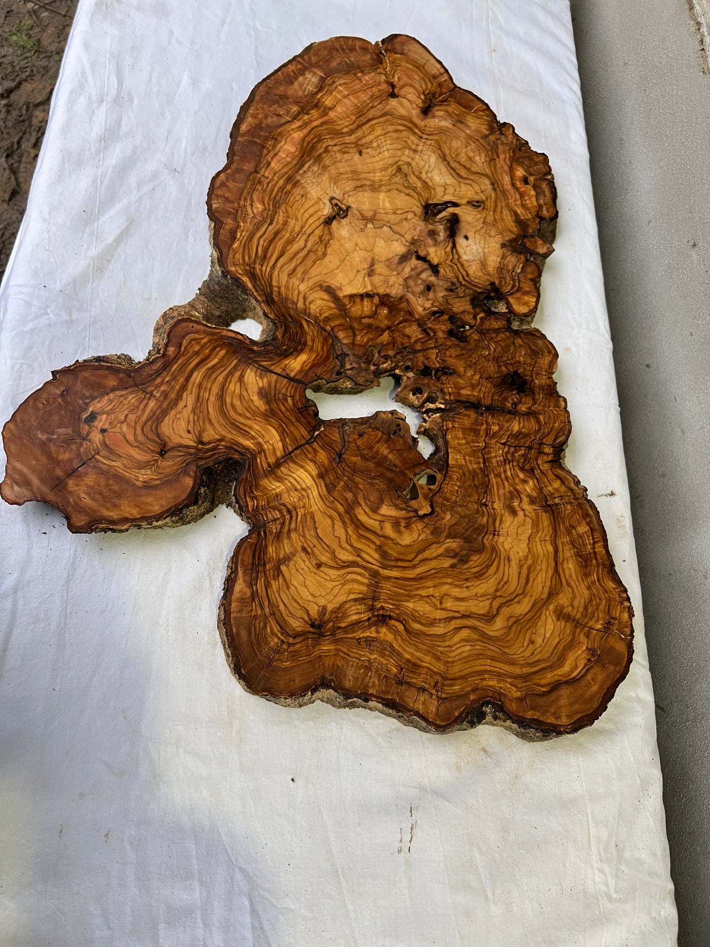 Rare Olive Wood Slab 42x65cm | Live Edge for Epoxy Resin & Wall Art | Unique Grain Sustainable Luxury | Super Dry DIY Craft Wood.
