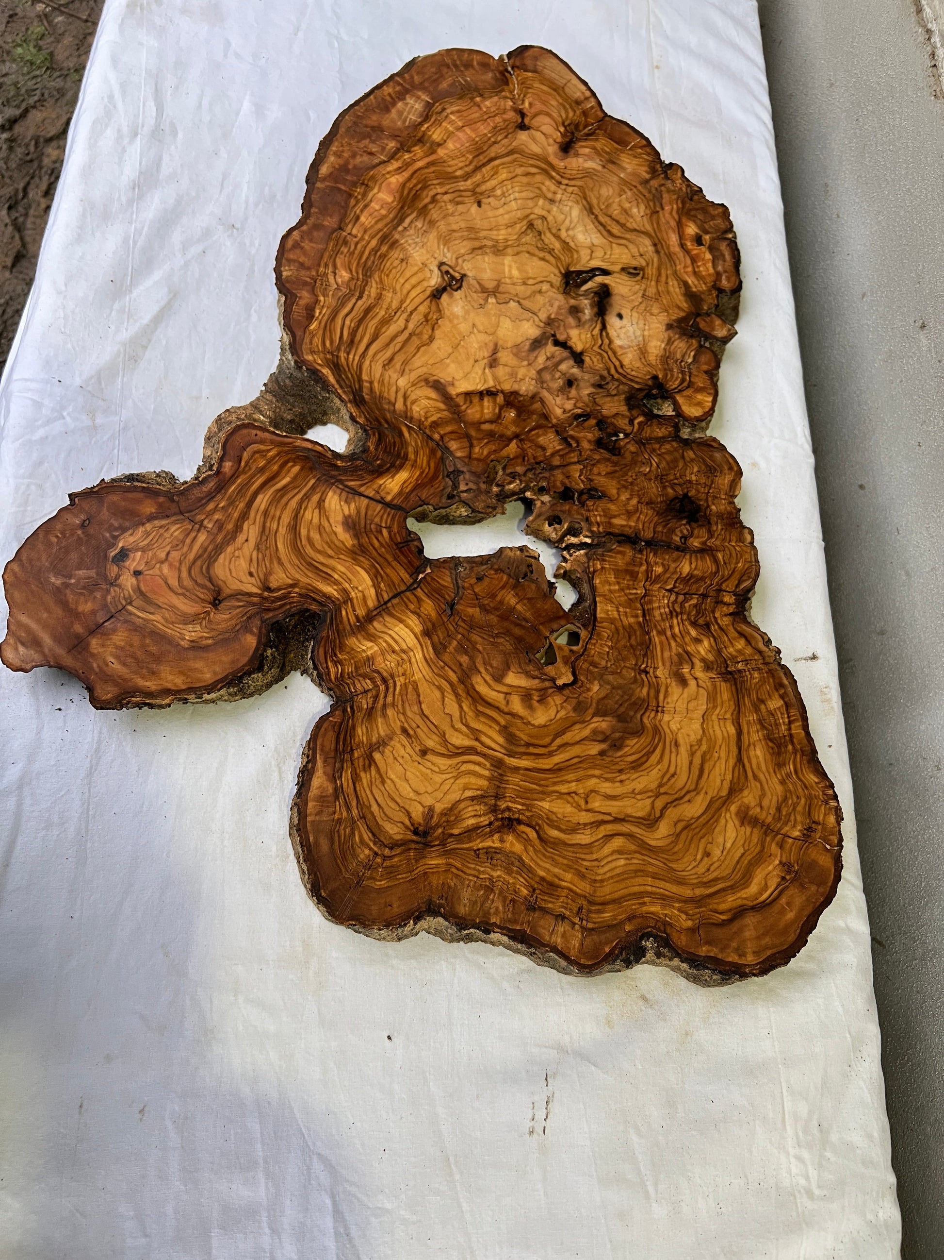 Rare Olive Wood Slab 42x65cm | Live Edge for Epoxy Resin & Wall Art | Unique Grain Sustainable Luxury | Super Dry DIY Craft Wood.