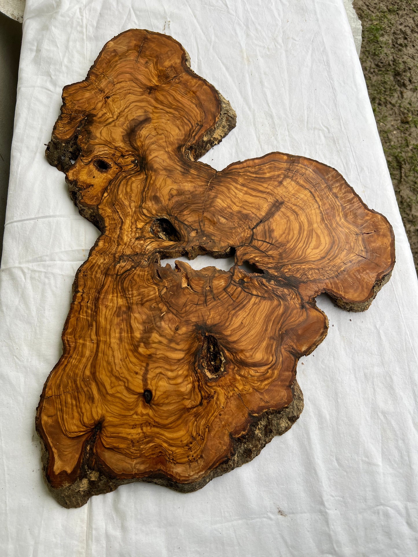 Rare Live Edge Olive Wood Slab 38x61cm - Premium Dry Luthier Lumber for Epoxy Resin Art, Coffee Tables & Unique Guitar Bodies.