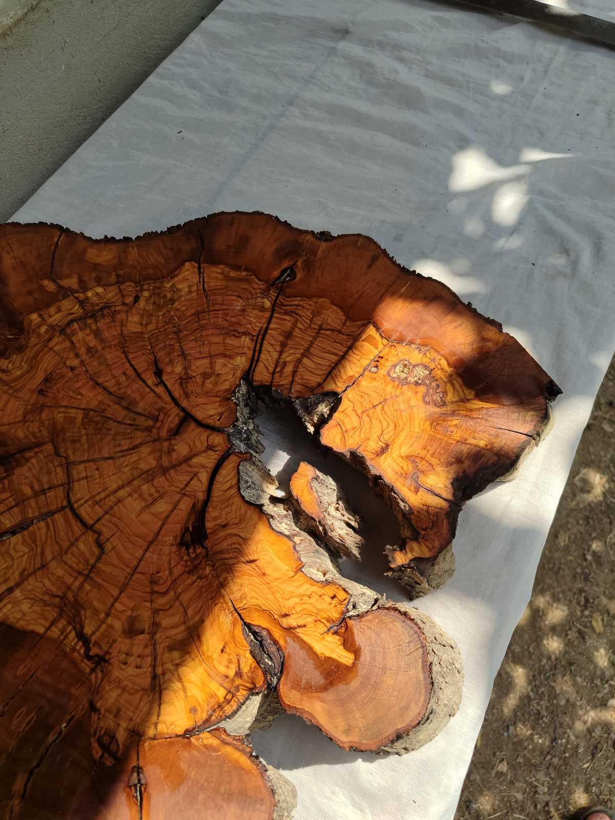 Thick Olive Wood Slab Live Edge 43x44x6cm Epoxy Statement
