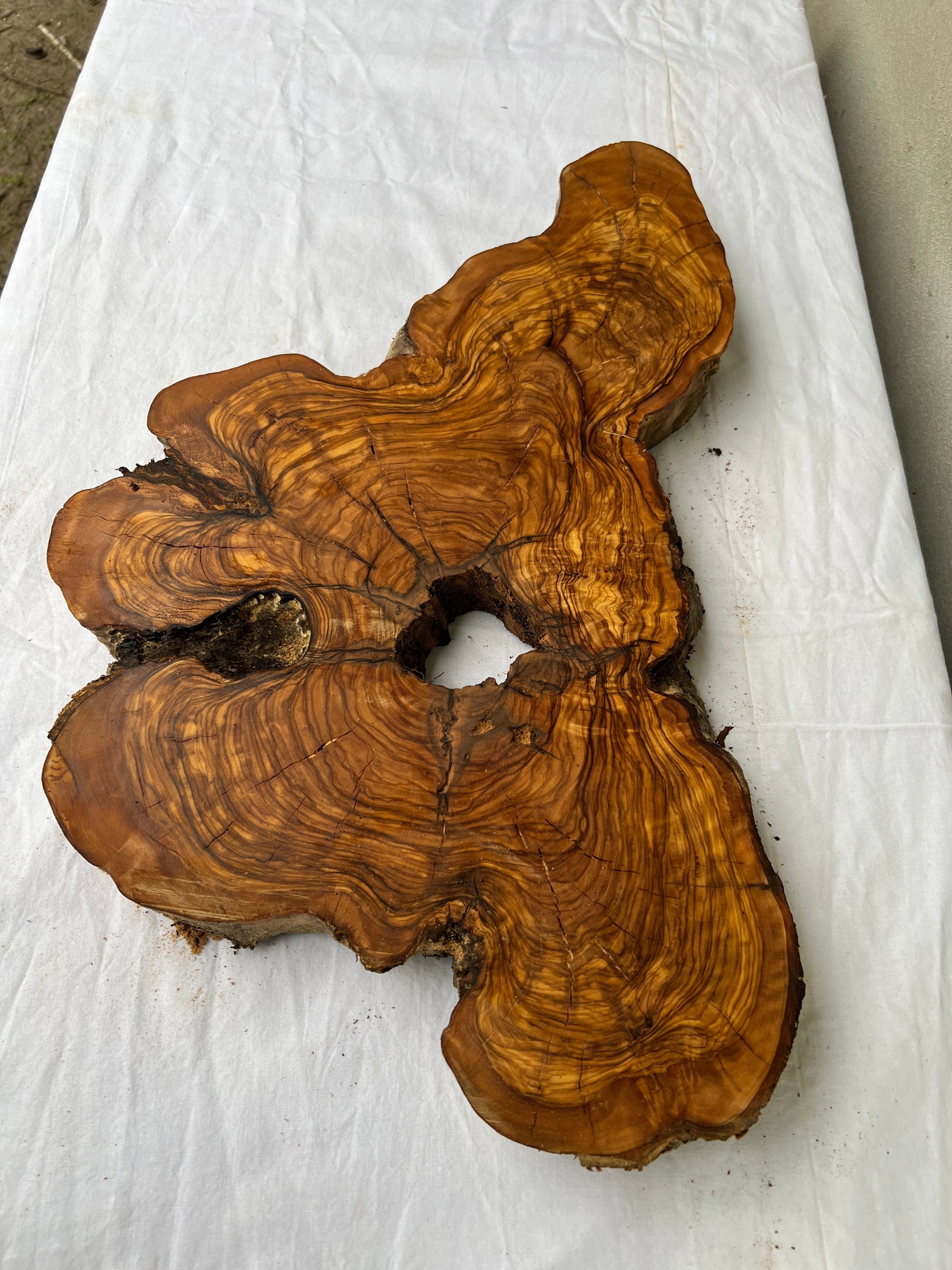 Rare Olive Wood Slab 28x52cm | Dry Live Edge Burl for Resin Art, Clock & Luthier | Unique Grain Sustainable Luxury Woodworking Material.