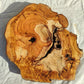 200+ Year Old Olive Wood Slab | Live Edge Olive Wood Slice for Epoxy.