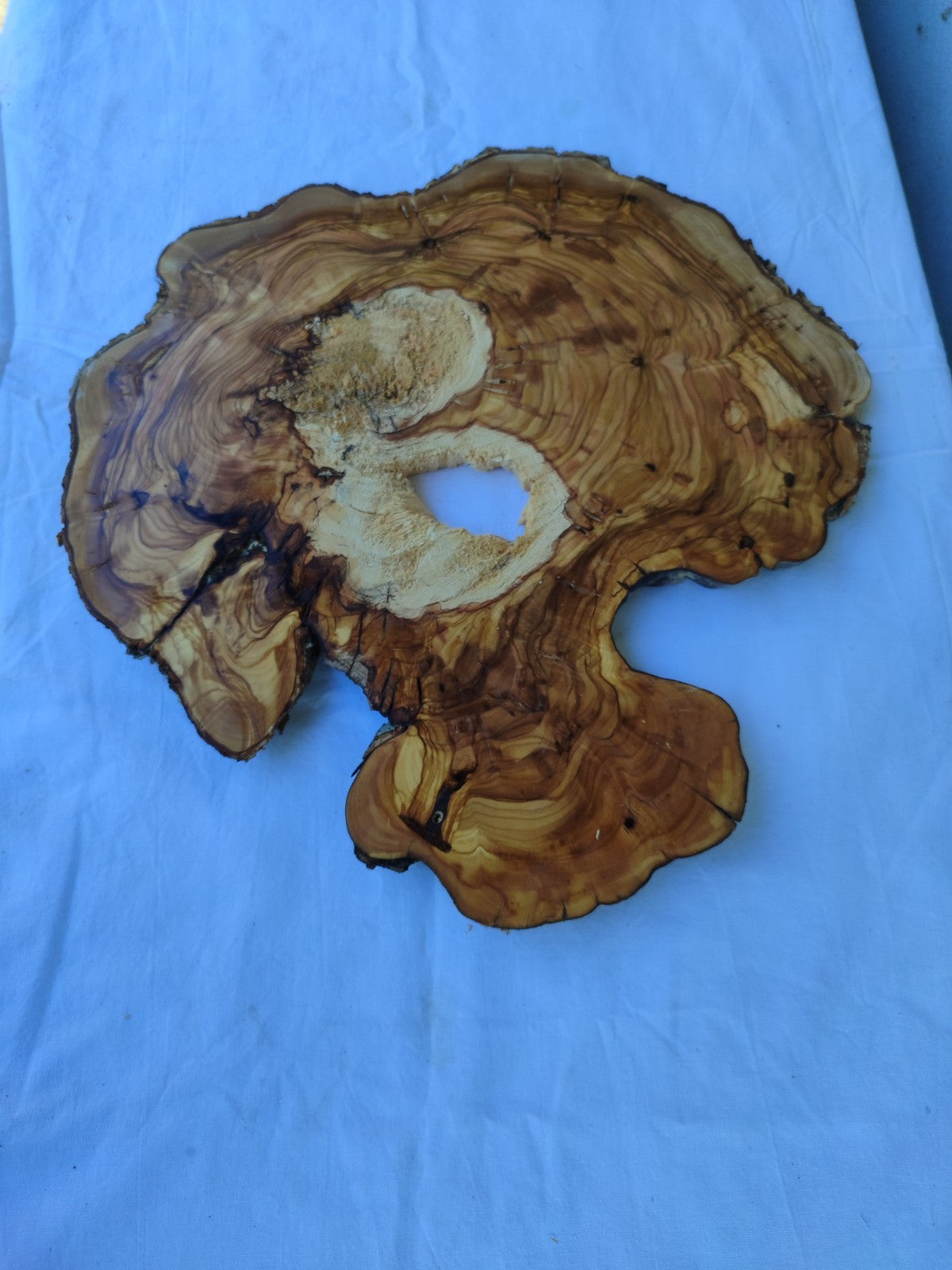 Natural 200+ Year Old Live Edge Wood Slice for Craft & Woodworking.