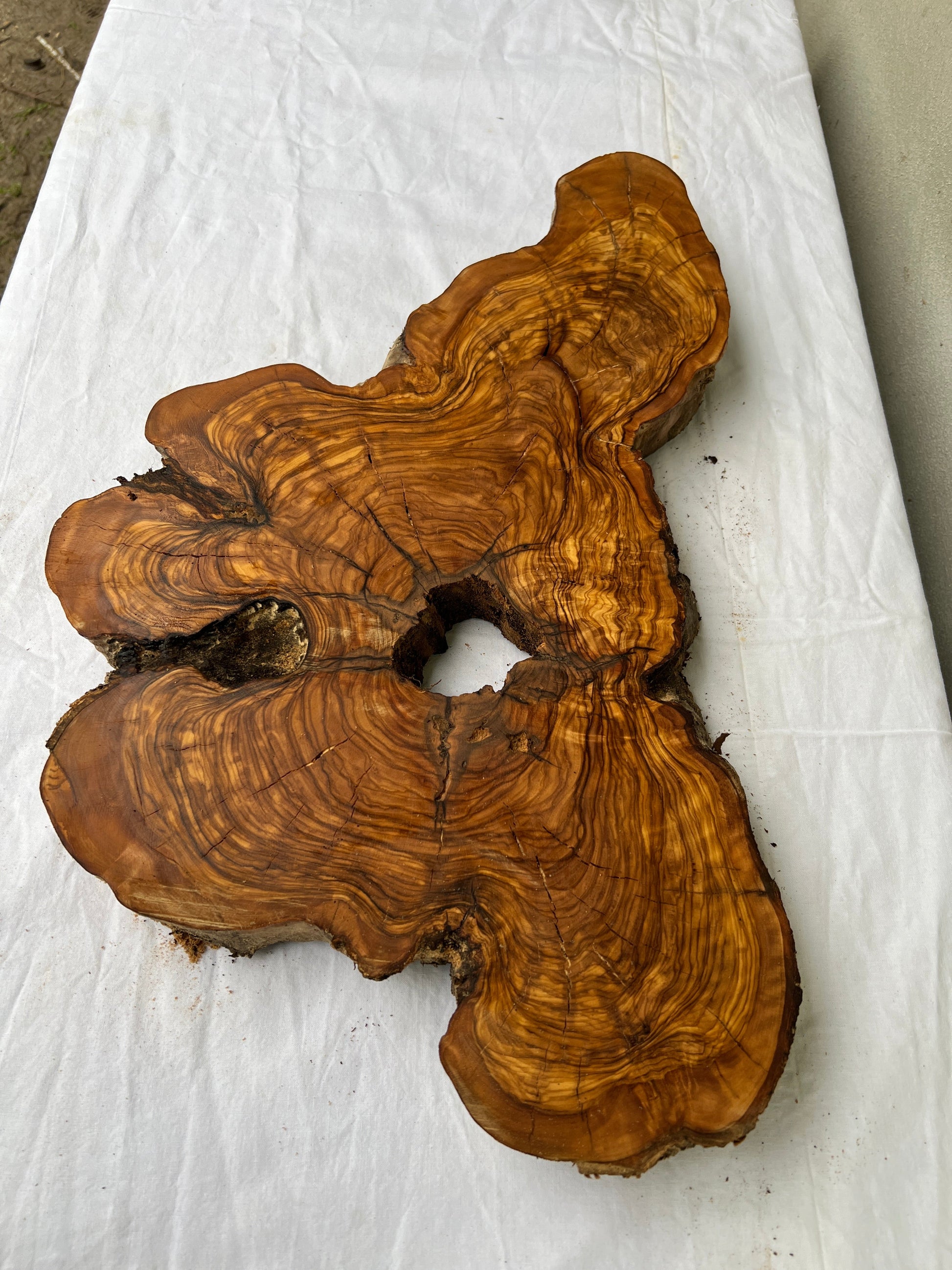 Rare Olive Wood Slab 28x52cm | Dry Live Edge Burl for Resin Art, Clock & Luthier | Unique Grain Sustainable Luxury Woodworking Material.