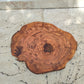 Rare Olive Wood Live Edge Slab - Unique Grain, Sustainable Luxury - 32x38x2.5cm Premium Natural Luster