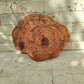 Rare Olive Wood Live Edge Slab - Unique Grain, Sustainable Luxury - 32x38x2.5cm Premium Natural Luster