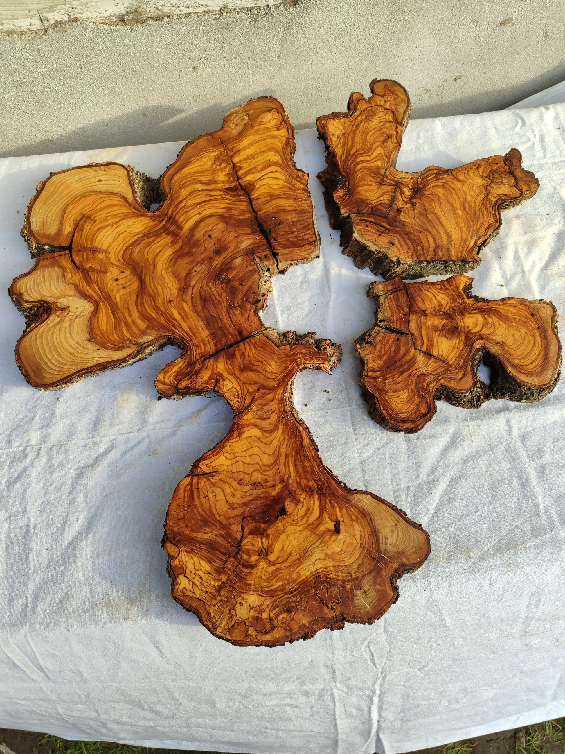 Rare Olive Wood Slab 53x55cm - Live Edge for Epoxy Resin & Coffee Table.