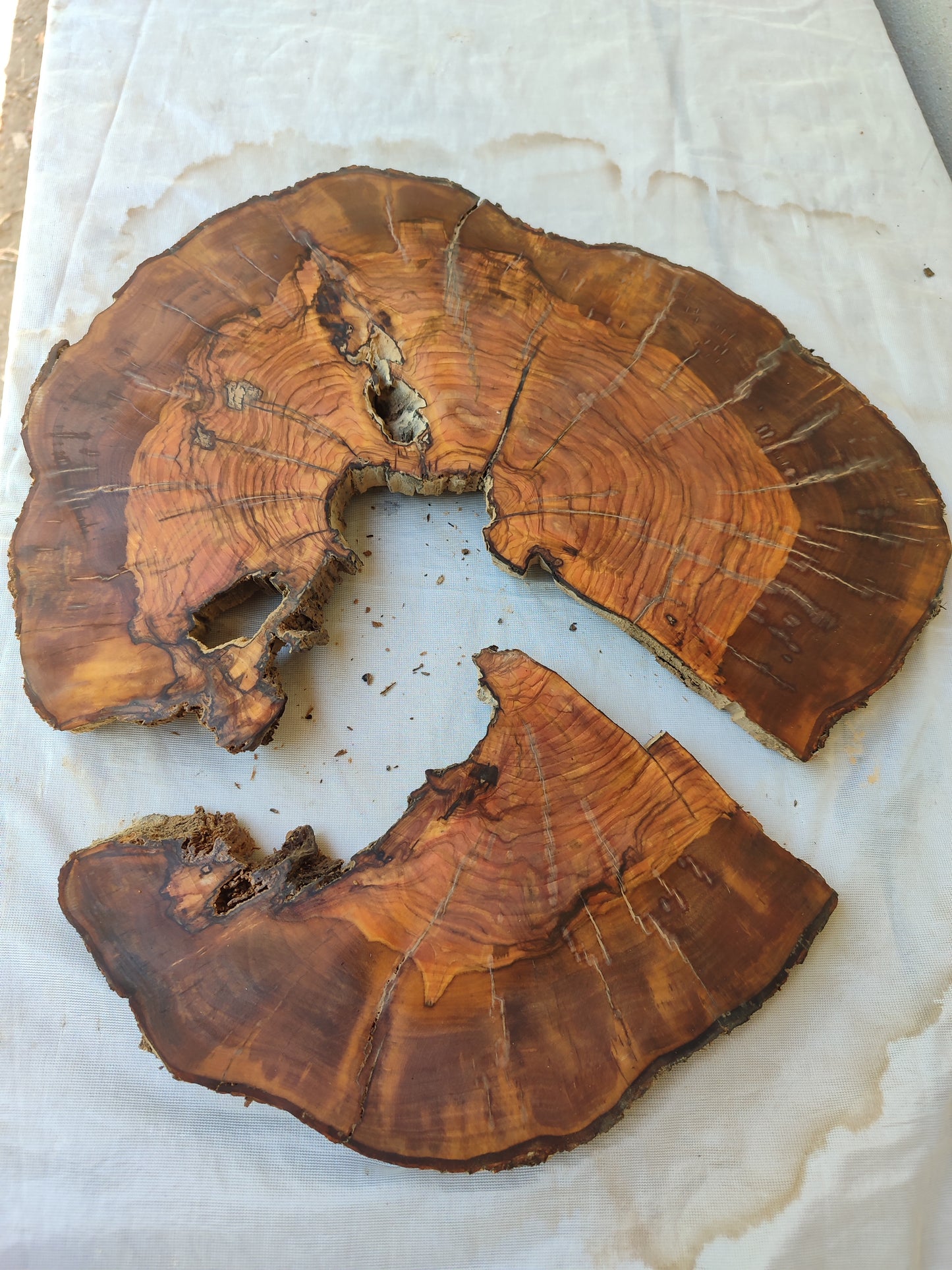 Rare Olive Wood Live Edge Slab – Unique Grain, Premium Natural Luster, 36x38x2.5 cm – Sustainable Luxury for Epoxy & Artisan Crafts