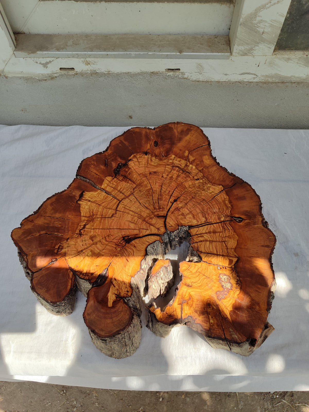 Thick Olive Wood Slab Live Edge 43x44x6cm Epoxy Statement