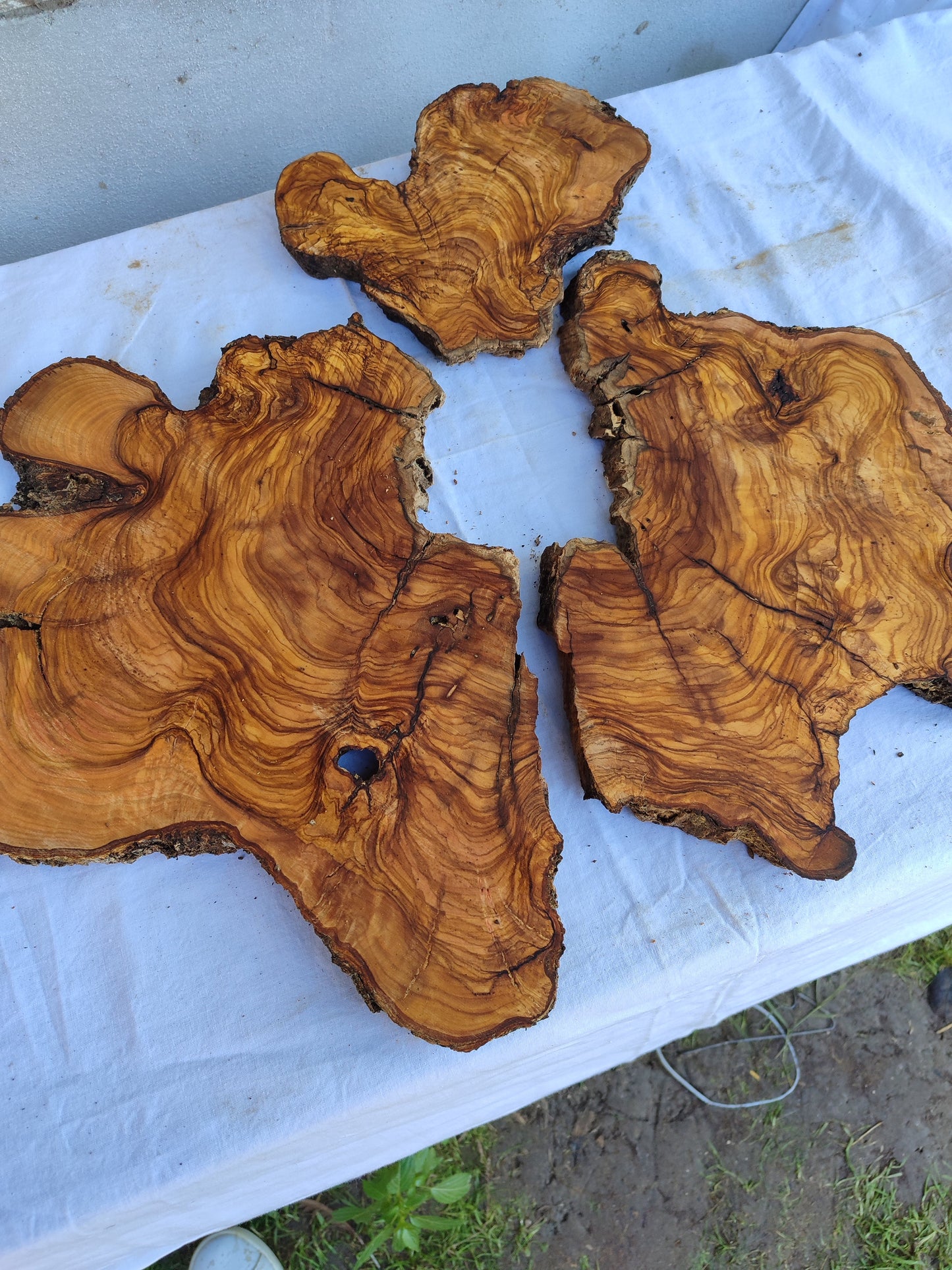 Rare Olive Wood Slab 51x53cm | Premium Live Edge for Epoxy Resin, Clock, Guitar Body | Ultra Dry Sustainable Luxury DIY Lumber.