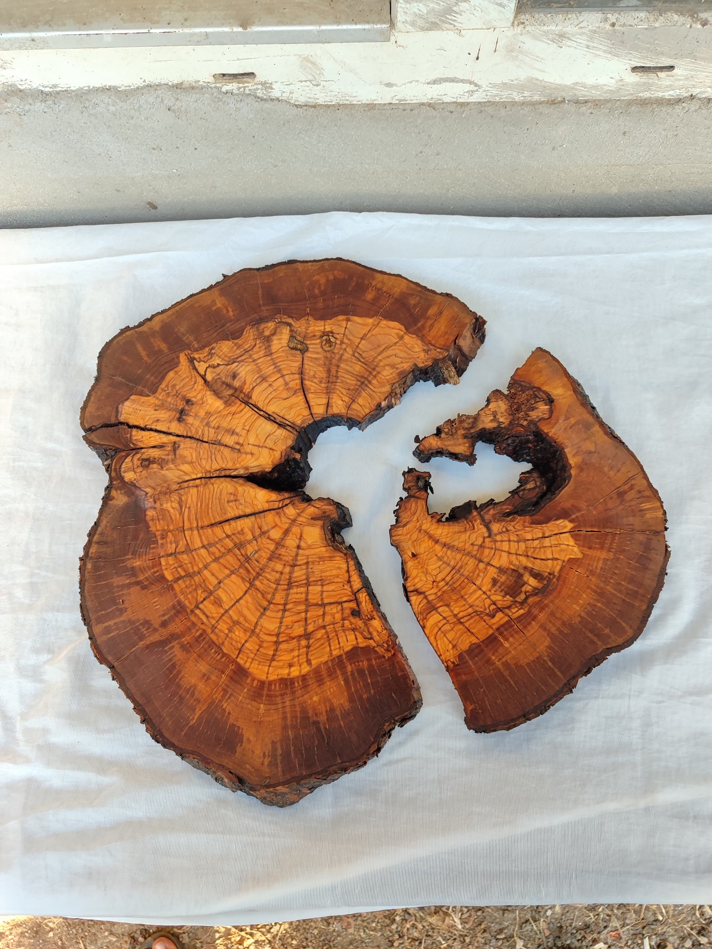 Rare Olive Wood Slab - Live Edge Slab, Unique Grain, Sustainable Luxury - 36x38x2.5 cm