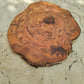 Rare Olive Wood Live Edge Slab - Unique Grain, Sustainable Luxury - 32x38x2.5cm Premium Natural Luster
