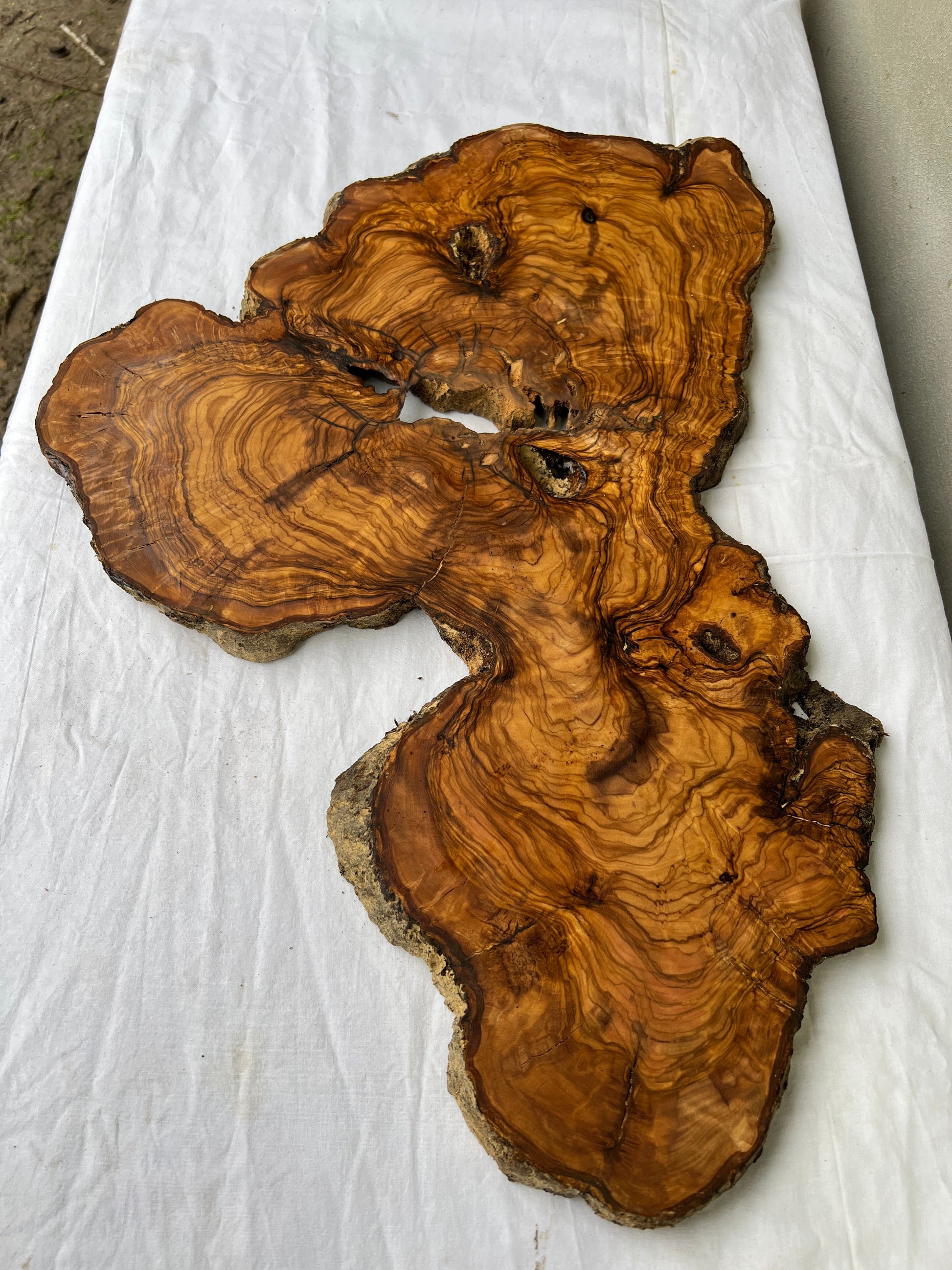 Rare Live Edge Olive Wood Slab 38x61cm - Premium Dry Luthier Lumber for Epoxy Resin Art, Coffee Tables & Unique Guitar Bodies.