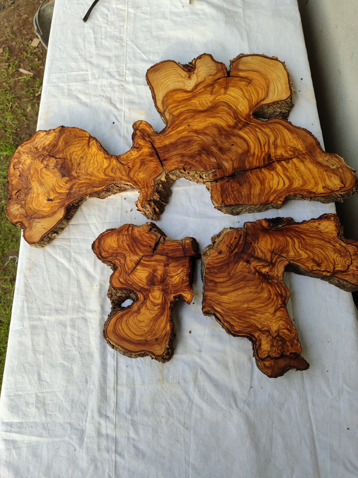 Rare Olive Wood Slab 53x55cm - Live Edge for Epoxy Resin & Coffee Table.