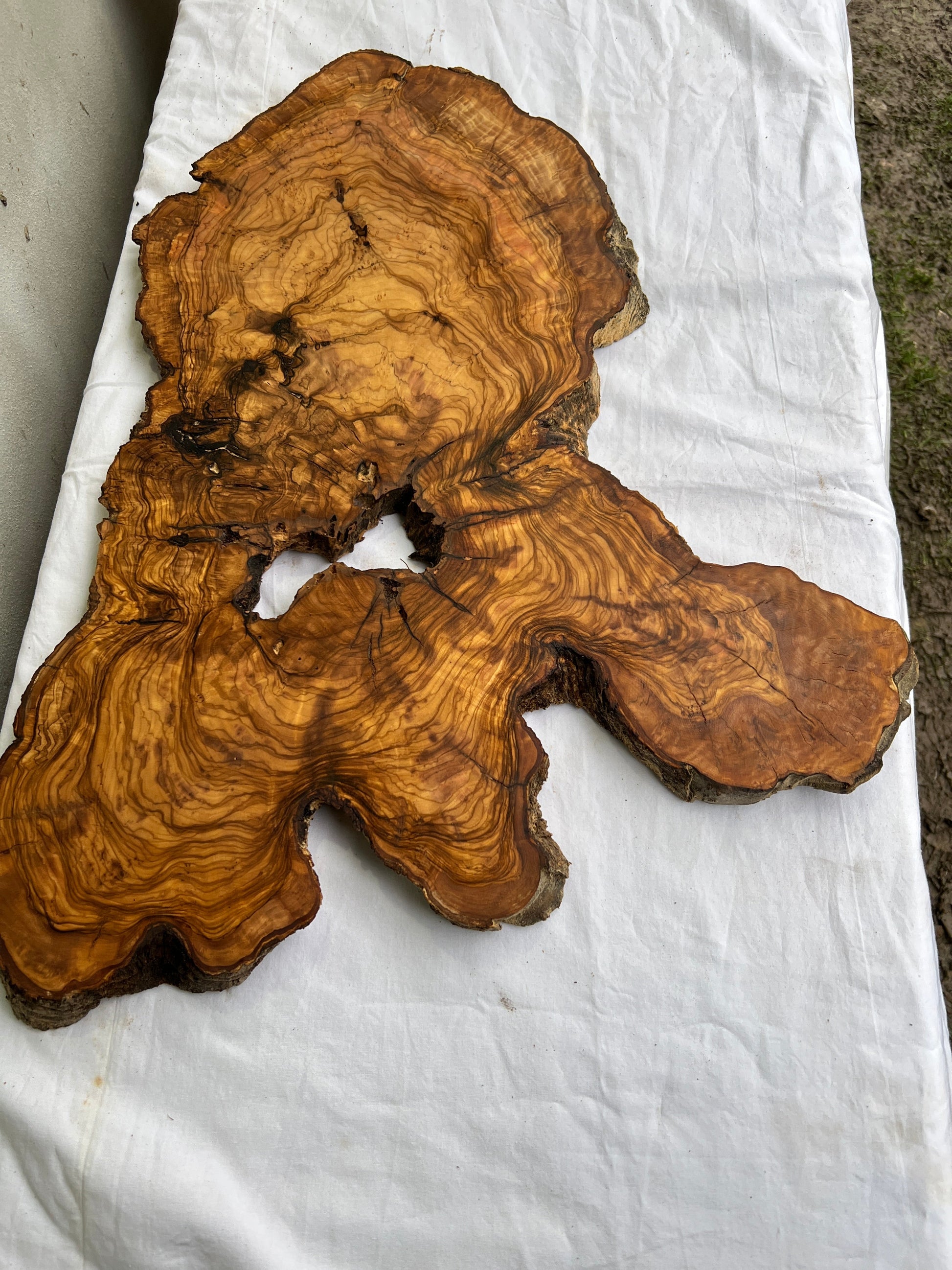 Rare Olive Wood Live Edge Slab 46x66cm - Super Dry Unique Grain for Epoxy Resin Art, Coffee Table & Luthier Craft - Sustainable Luxury.