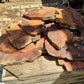 Wholesale Live Edge Olive Wood Slabs - Premium Sustainable Luxury, Unique Grain, 10x28x2.5cm for Epoxy & Crafts
