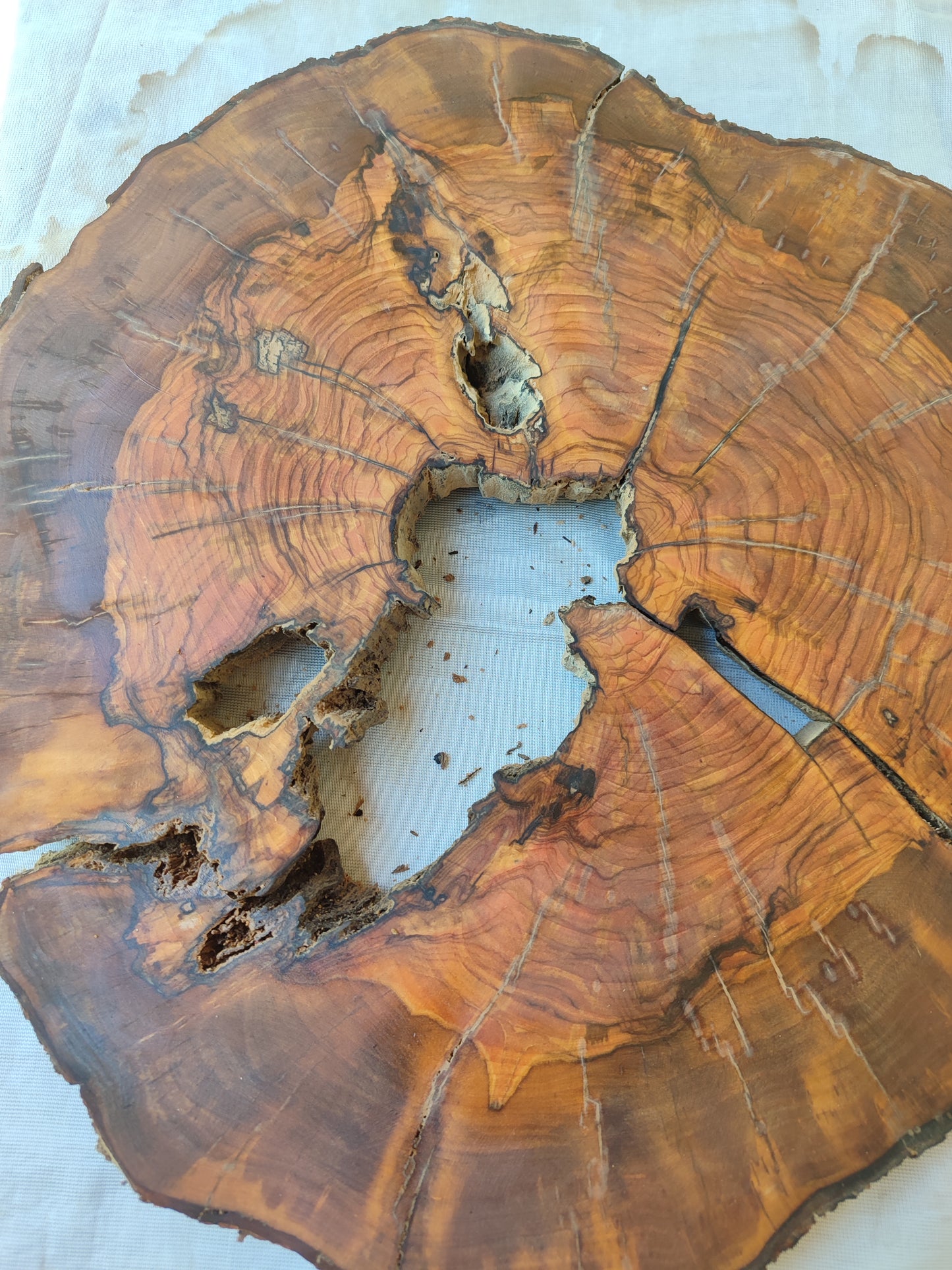 Rare Olive Wood Live Edge Slab – Unique Grain, Premium Natural Luster, 36x38x2.5 cm – Sustainable Luxury for Epoxy & Artisan Crafts