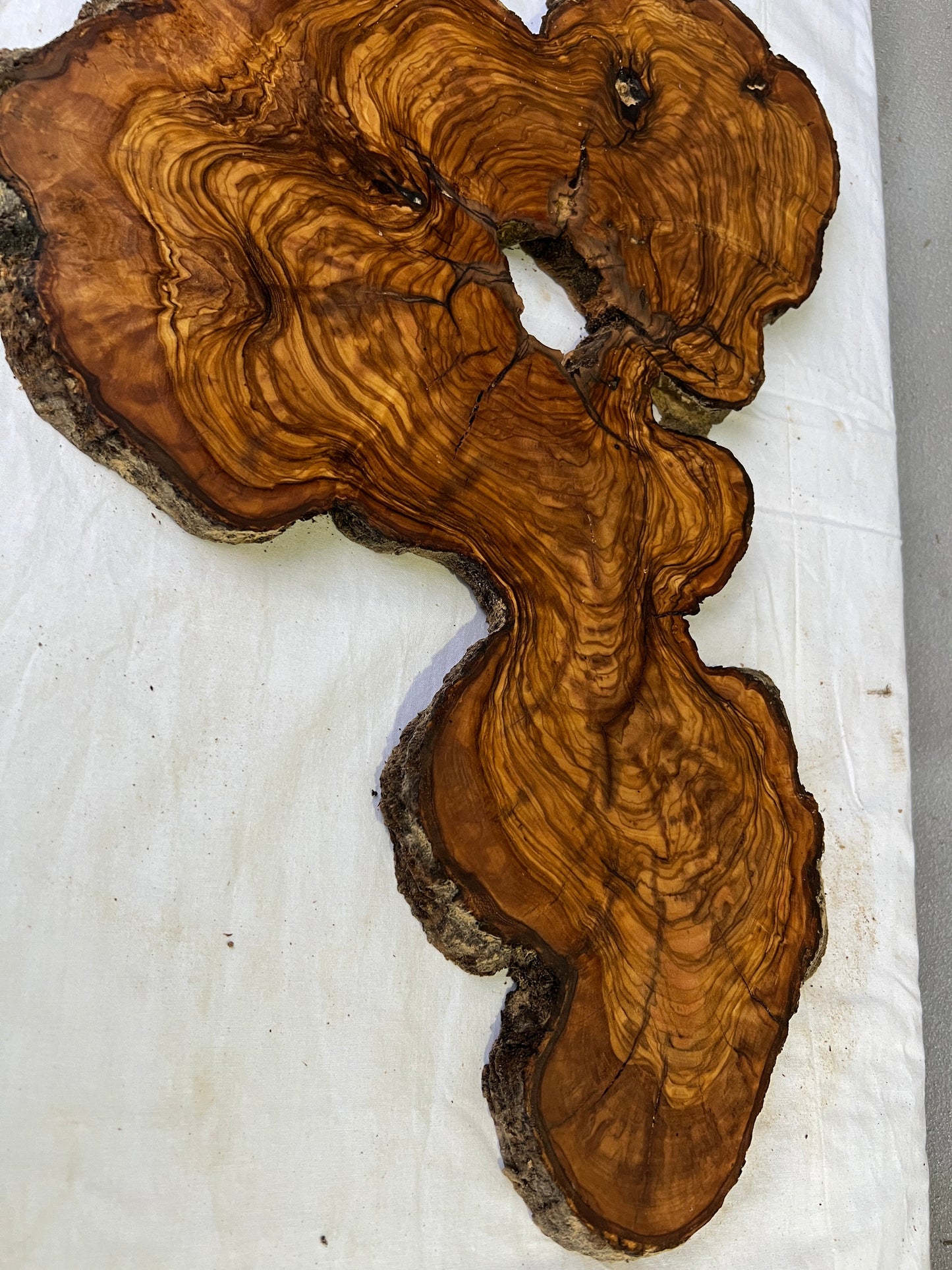 Rare Olive Wood Slab 31x55cm for Epoxy Resin & Guitar Body | Live Edge Sustainable Luxury | Unique Grain Luthier Wood | Super Dry DIY Art.