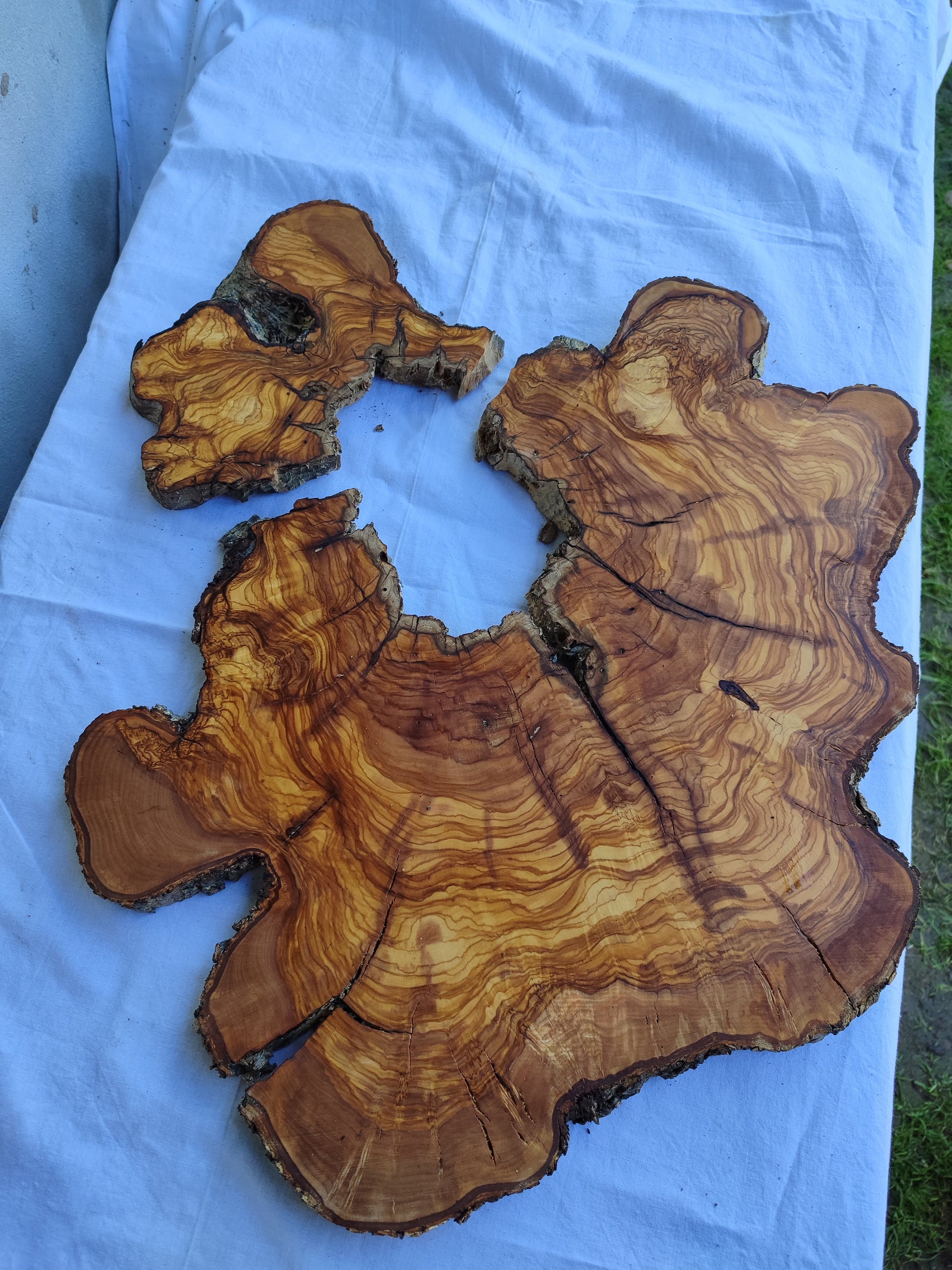 Rare Huge Live Edge Olive Wood Burl Slab 48x52cm - Premium Dry Exotic Lumber for Epoxy Resin Art, Guitar Body & Luxury Coffee Table DIY.