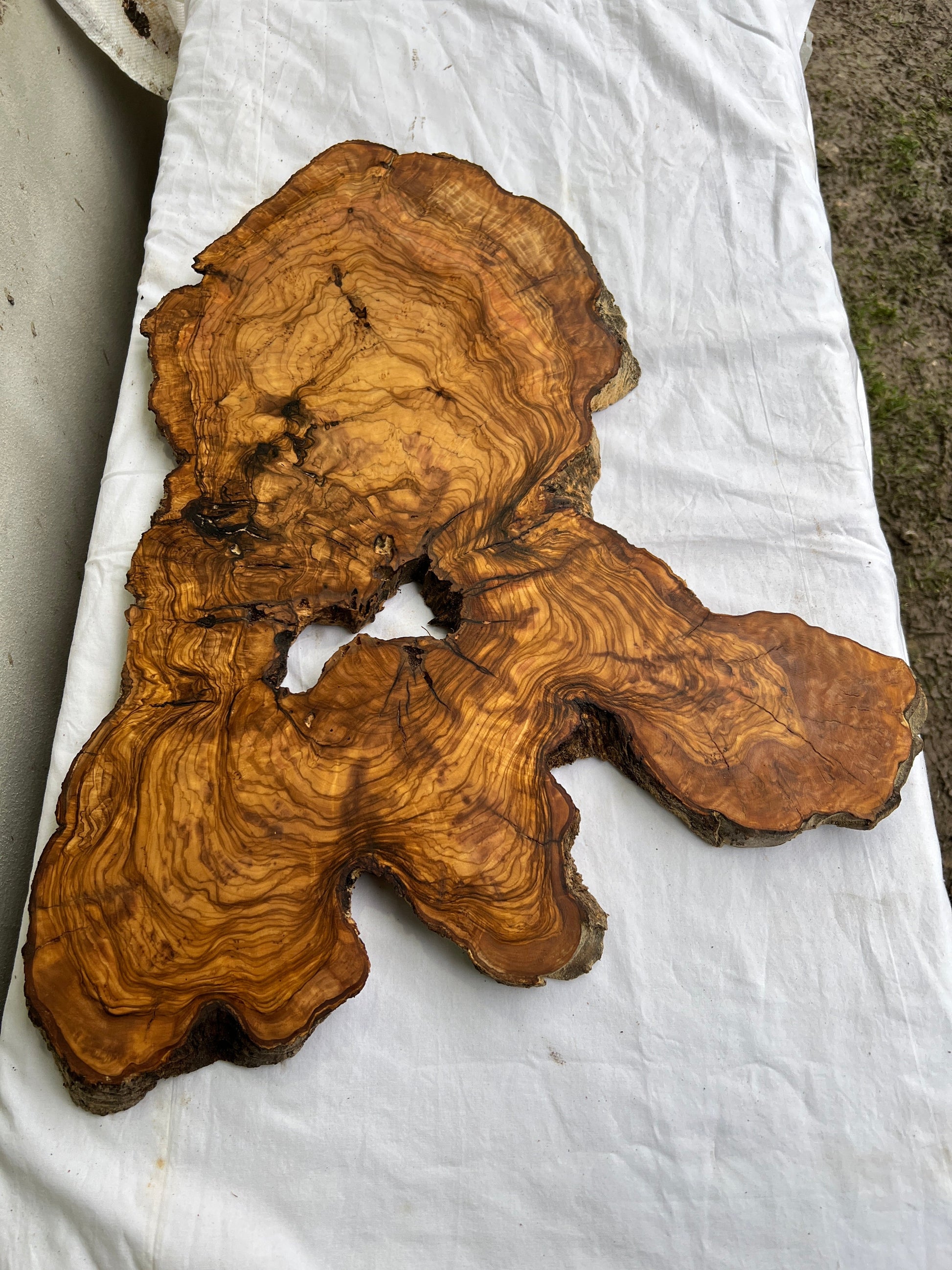 Rare Olive Wood Live Edge Slab 46x66cm - Super Dry Unique Grain for Epoxy Resin Art, Coffee Table & Luthier Craft - Sustainable Luxury.