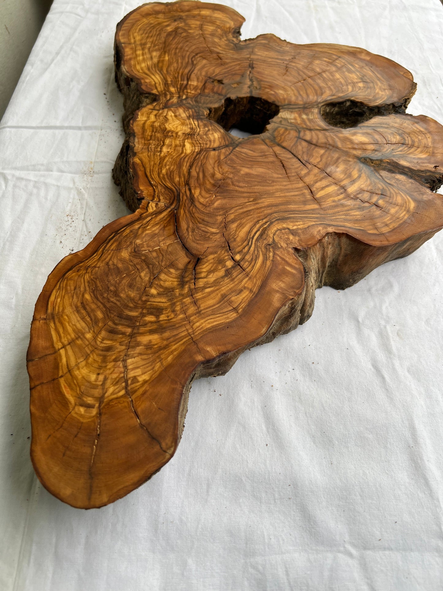Rare Olive Wood Slab 28x52cm | Dry Live Edge Burl for Resin Art, Clock & Luthier | Unique Grain Sustainable Luxury Woodworking Material.