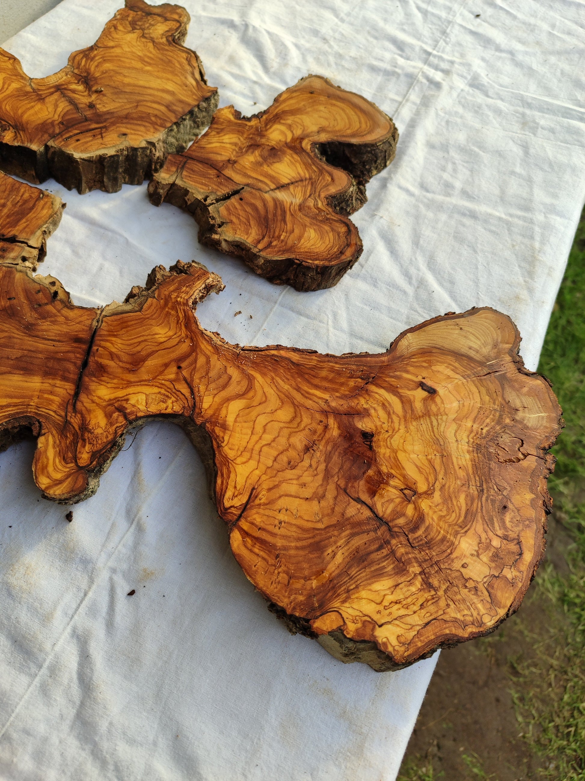 Rare Olive Wood Slab 53x55cm - Live Edge for Epoxy Resin & Coffee Table.
