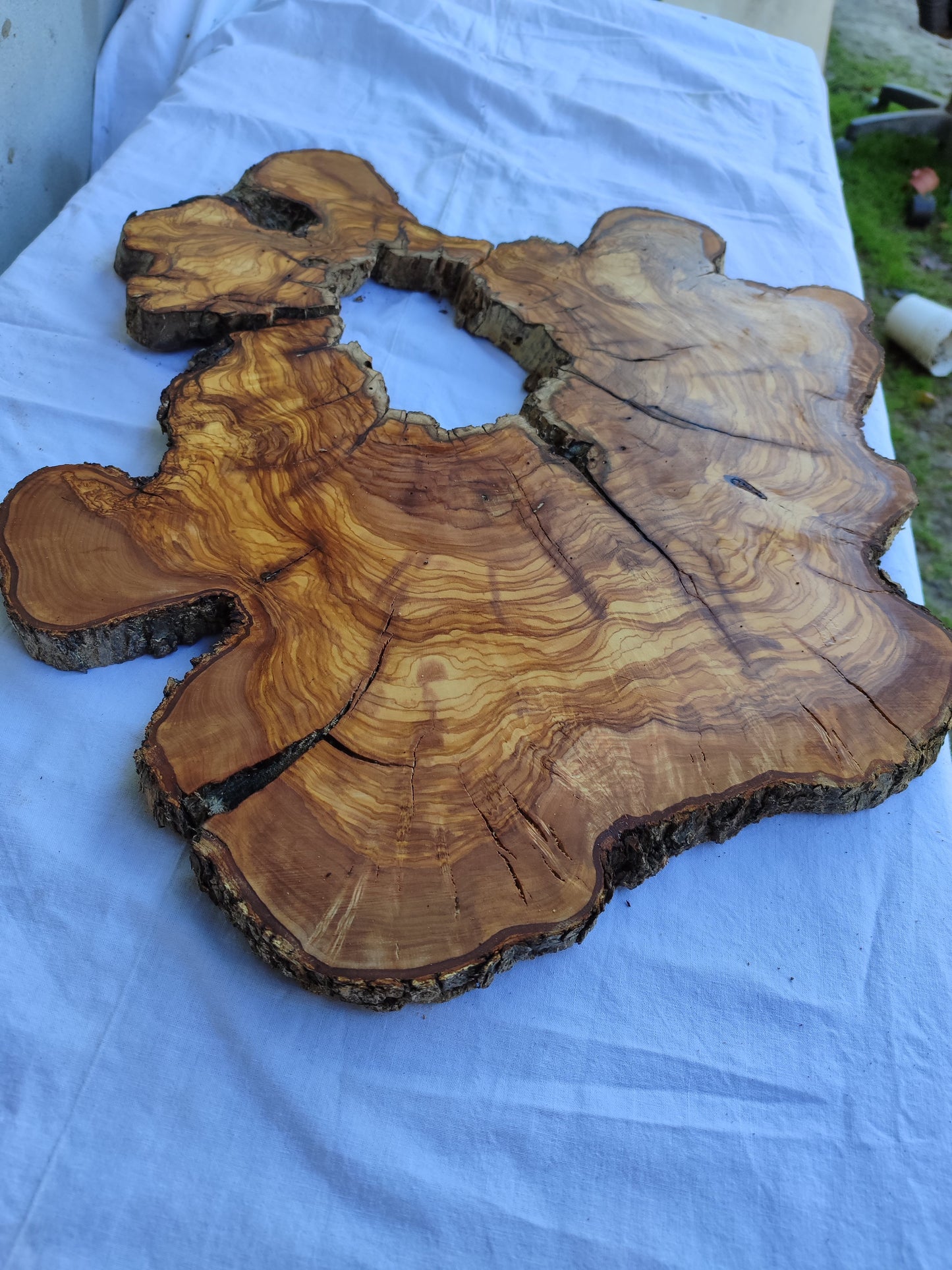 Rare Huge Live Edge Olive Wood Burl Slab 48x52cm - Premium Dry Exotic Lumber for Epoxy Resin Art, Guitar Body & Luxury Coffee Table DIY.
