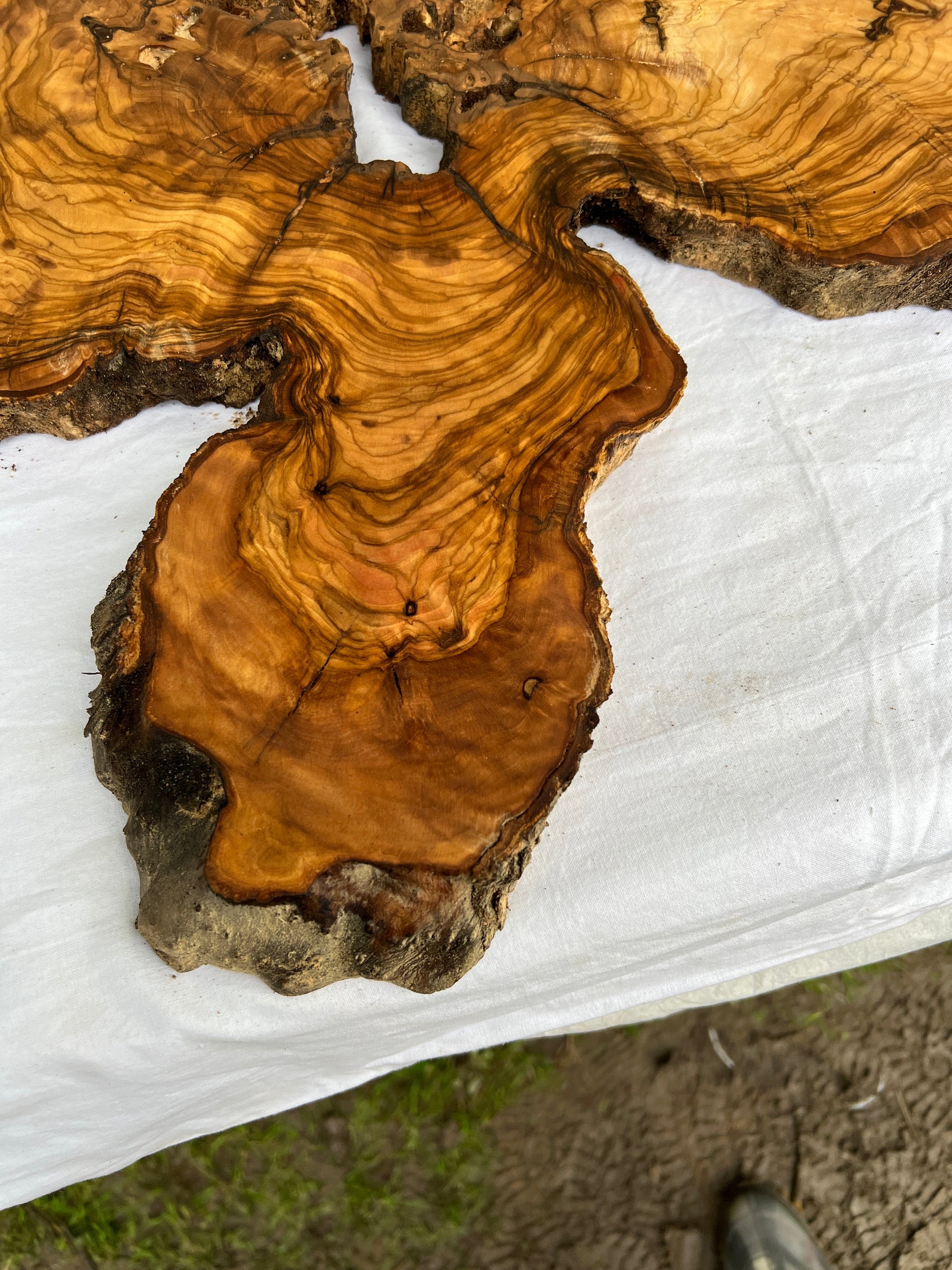 Rare Live Edge Olive Wood Slab (44x64cm) - Super Dry Epoxy Resin Lumber for Coffee Table, Clock & Guitar Body - Unique Natural Grain Art.