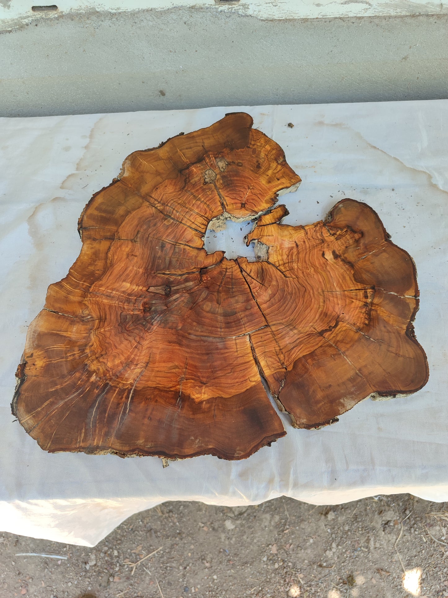 Rare Live Edge Olive Wood Slab – 37x43x2.5 cm, Natural Luster, Unique Grain, Sustainable Luxury for Epoxy & Art