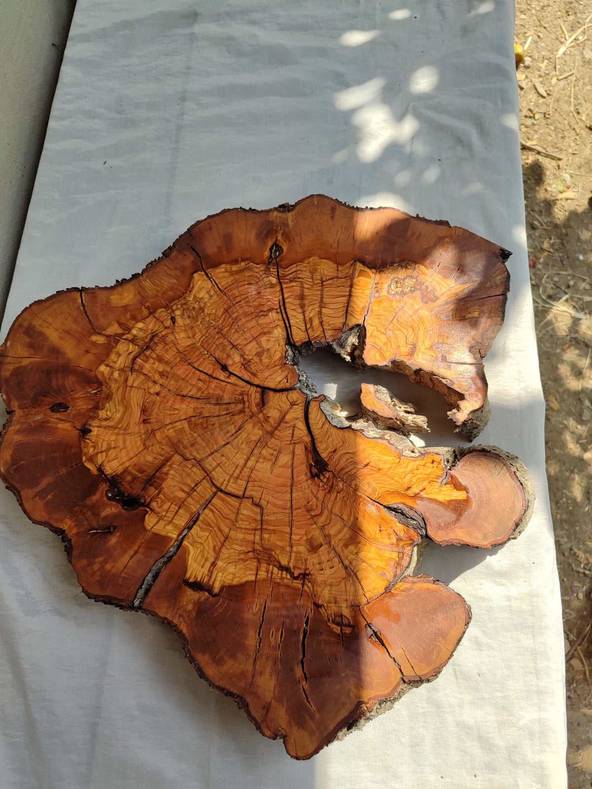 Thick Olive Wood Slab Live Edge 43x44x6cm Epoxy Statement