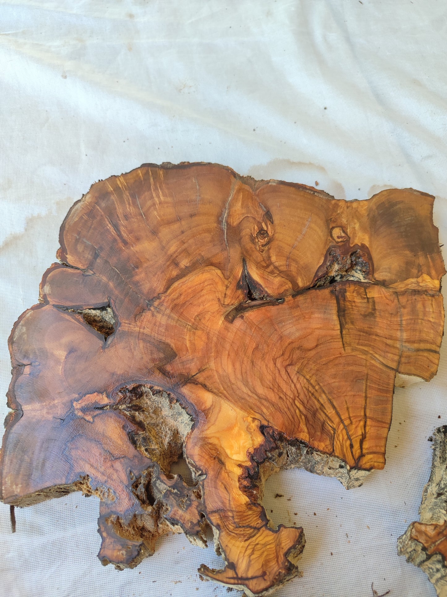 Rare Olive Wood Slab – Live Edge, Unique Grain, Sustainable Luxury | 40x44x2.5 cm