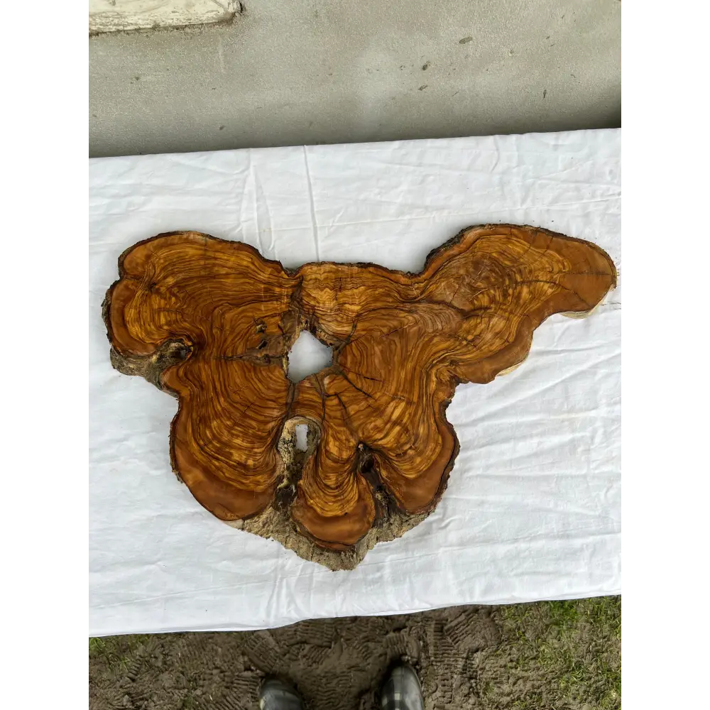 Rare Olive Wood Slab 53x30cm Live Edge for Epoxy Resin Art, Luxury Coffee Table & Clock Making | Super Dry 3% Moisture Unique Grain DIY.
